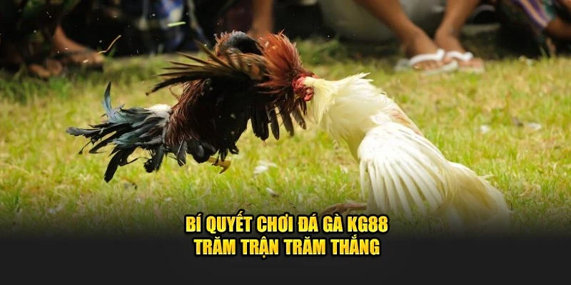 Bí quyết chơi đá gà KG88 trăm trận trăm thắng 