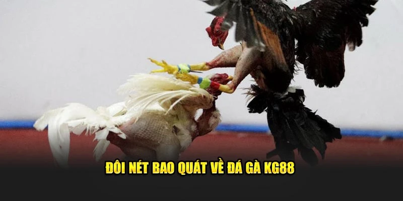 Đôi nét bao quát về đá gà KG88