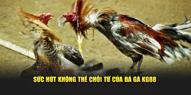 Sức hút không thể chối từ của đá gà KG88